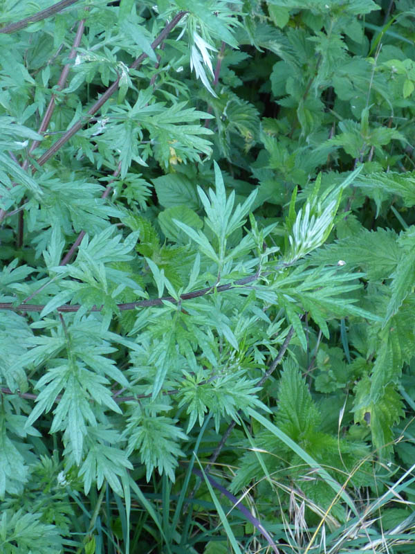 Artemisia vulgaris